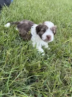 Jett, a male Havanese for sale in Athens, TX – Photo 3 of 7