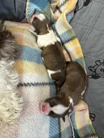 Jett, a male Havanese for sale in Athens, TX – Photo 4 of 7