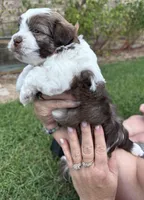 Jett, a male Havanese for sale in Athens, TX – Photo 2 of 7