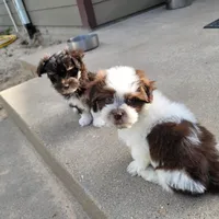 Jett, a male Havanese for sale in Athens, TX – Photo 6 of 7