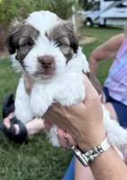 Jett, a male Havanese for sale in Athens, TX – Photo 1 of 7