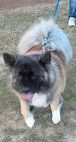 Emilu, a female Akita for sale in Athens, TX – 2 of 4