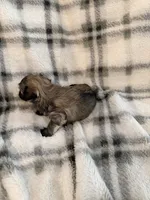 Remi , a female Havanese for sale in Athens, TX – 4 of 4