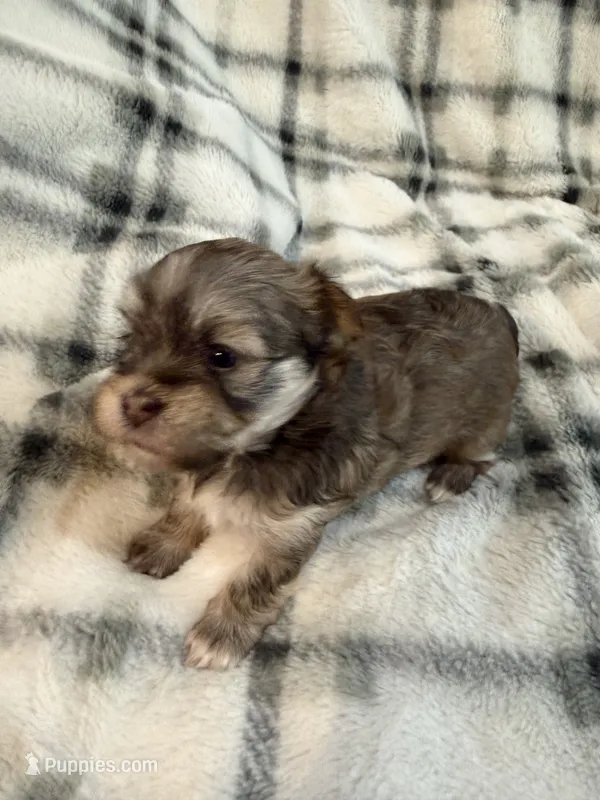 Paisley – Havanese puppy for sale in Athens, TX
