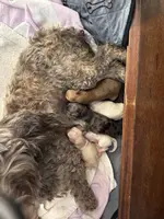 Chloe, a female Maltipoo for sale in Athens, TX – Photo 5 of 5