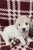 Chloe, a female Maltipoo for sale in Athens, TX – Photo 2 of 5