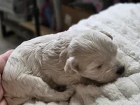 Chloe, a female Maltipoo for sale in Athens, TX – Photo 4 of 5