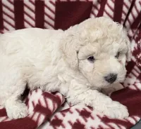 Chloe, a female Maltipoo for sale in Athens, TX – Photo 1 of 5