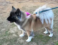 Emilu, a female Akita for sale in Athens, TX – 4 of 4