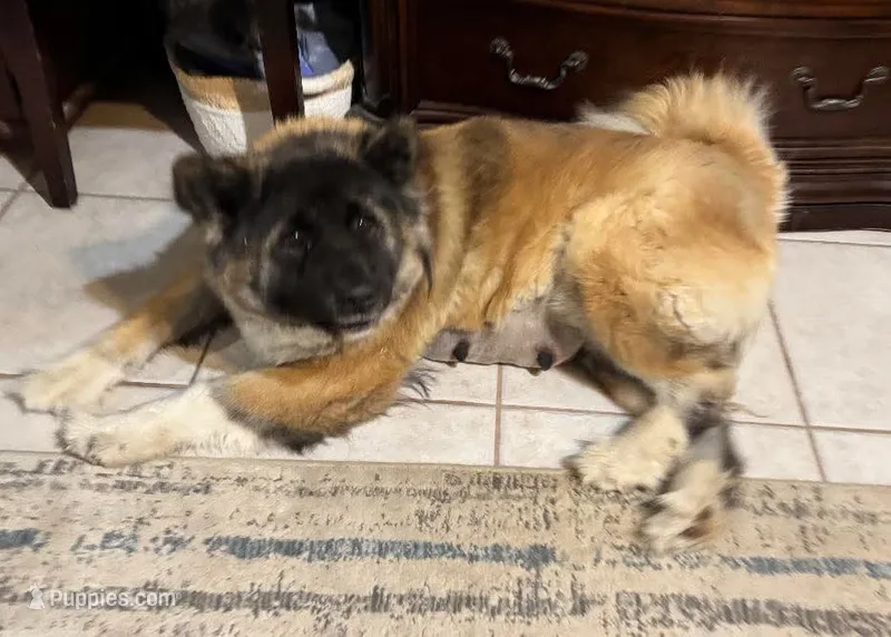 Emilu – Akita puppy for sale in Athens, TX