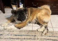 Emilu, a female Akita for sale in Athens, TX – 1 of 4