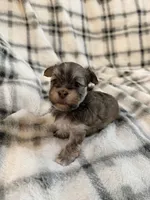 Paisley, a female Havanese for sale in Athens, TX – 3 of 5