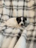 Pearl, a female Havanese for sale in Athens, TX – 3 of 5