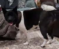 Misha, a female Akita for sale in Athens, TX – Photo 2 of 2