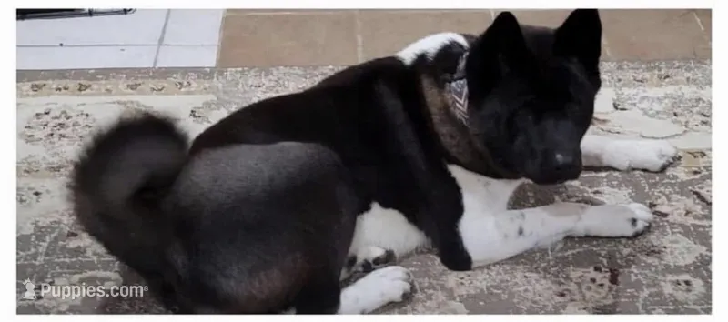 Misha – Akita puppy for sale in Athens, TX