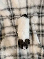 Pearl, a female Havanese for sale in Athens, TX – 4 of 5