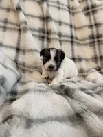 Pearl, a female Havanese for sale in Athens, TX – 2 of 5
