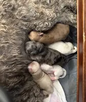 Red Sable, a female Maltipoo for sale in Athens, TX – Photo 3 of 3