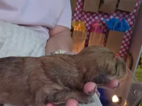 Red Sable, a female Maltipoo for sale in Athens, TX – Photo 1 of 3