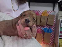 Red Sable, a female Maltipoo for sale in Athens, TX – Photo 2 of 3