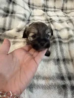 Remi , a female Havanese for sale in Athens, TX – 2 of 4