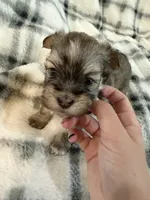Paisley, a female Havanese for sale in Athens, TX – 2 of 5