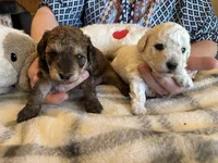 Winston, a male Maltipoo for sale in Athens, TX – Photo 3 of 6