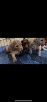 Winston, a male Maltipoo for sale in Athens, TX – Photo 5 of 6