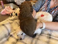 Winston, a male Maltipoo for sale in Athens, TX – Photo 2 of 6