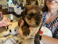 Winston, a male Maltipoo for sale in Athens, TX – Photo 1 of 6
