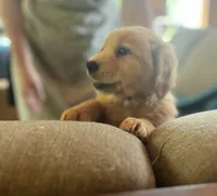 Miss Snow White, a female Golden Retriever for sale in Cross Plains, IN – 4 of 6