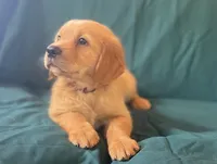 Miss Perfectly Pink, a female Golden Retriever for sale in Cross Plains, IN – 4 of 6