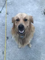 Miss Perfectly Pink, a female Golden Retriever for sale in Cross Plains, IN – 5 of 6