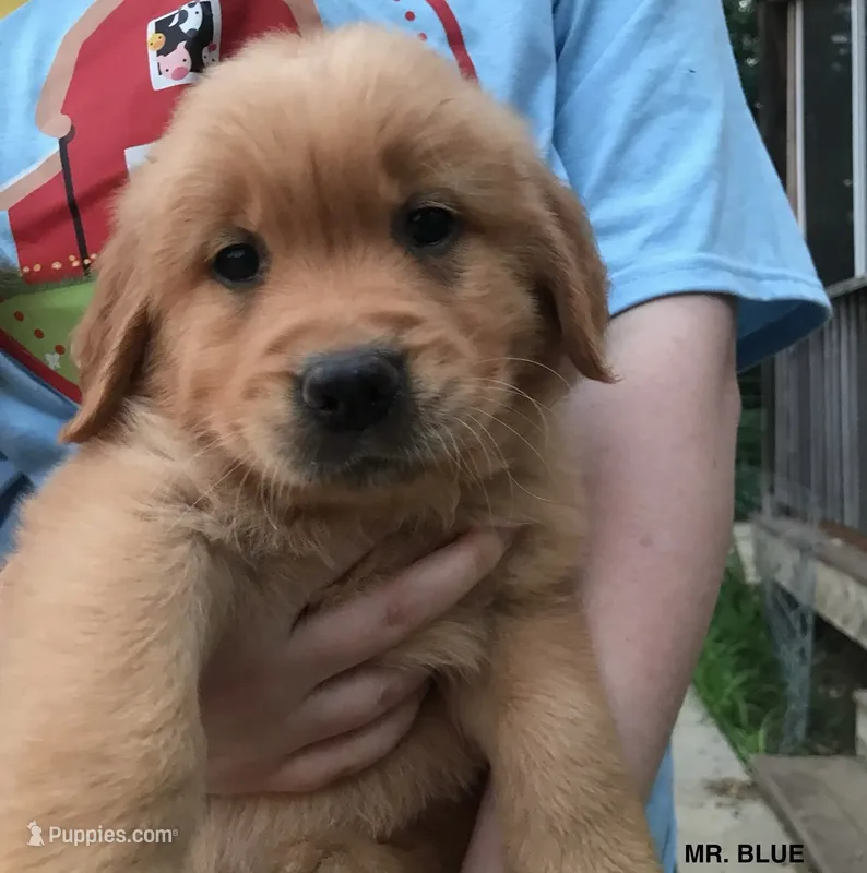 Mr. Blue Boy – Golden Retriever puppy for sale in Cross Plains, IN