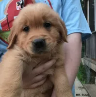 Mr. Blue Boy, a male Golden Retriever for sale in Cross Plains, IN – 1 of 4