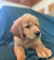 Miss Lavender Green, a female Golden Retriever for sale in Cross Plains, IN – 3 of 5