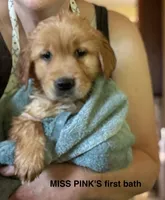 Miss Perfectly Pink, a female Golden Retriever for sale in Cross Plains, IN – 3 of 6