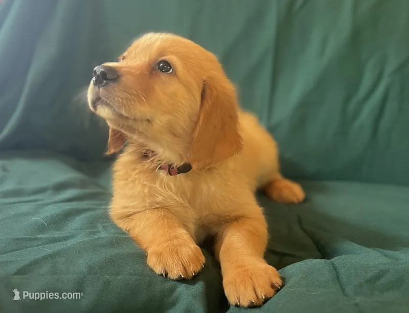 Miss Perfectly Pink – Golden Retriever puppy for sale in Cross Plains, IN
