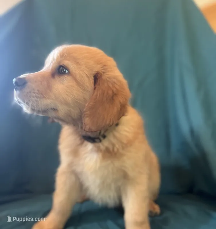 Miss Snow White – Golden Retriever puppy for sale in Cross Plains, IN