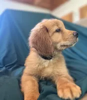 Miss Lavender Green, a female Golden Retriever for sale in Cross Plains, IN – 1 of 5