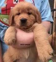 Miss Lavender Green, a female Golden Retriever for sale in Cross Plains, IN – 2 of 5
