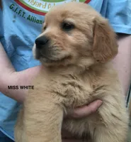 Miss Snow White, a female Golden Retriever for sale in Cross Plains, IN – 2 of 6