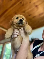 Mr. Blue Boy, a male Golden Retriever for sale in Cross Plains, IN – 2 of 4