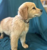 Miss Snow White, a female Golden Retriever for sale in Cross Plains, IN – 3 of 6