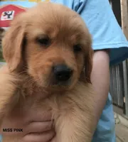 Miss Perfectly Pink, a female Golden Retriever for sale in Cross Plains, IN – 2 of 6