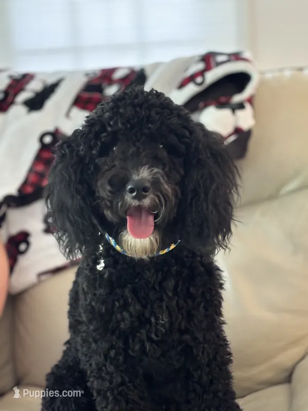Onyx – Miniature Bernedoodle puppy for sale in Bennettsville, SC