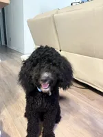 Onyx, a male Miniature Bernedoodle for sale in Bennettsville, SC – 3 of 4