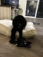 Onyx, a male Miniature Bernedoodle for sale in Bennettsville, SC – 4 of 4