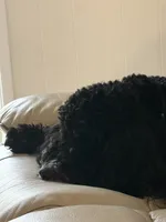 Onyx, a male Miniature Bernedoodle for sale in Bennettsville, SC – 2 of 4