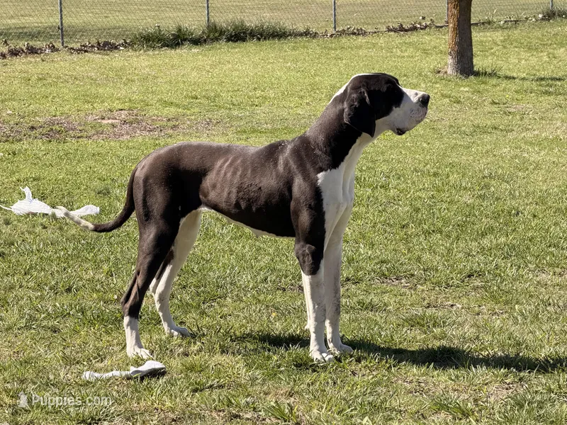 Casey – Great Dane puppy for sale in Nevada, TX